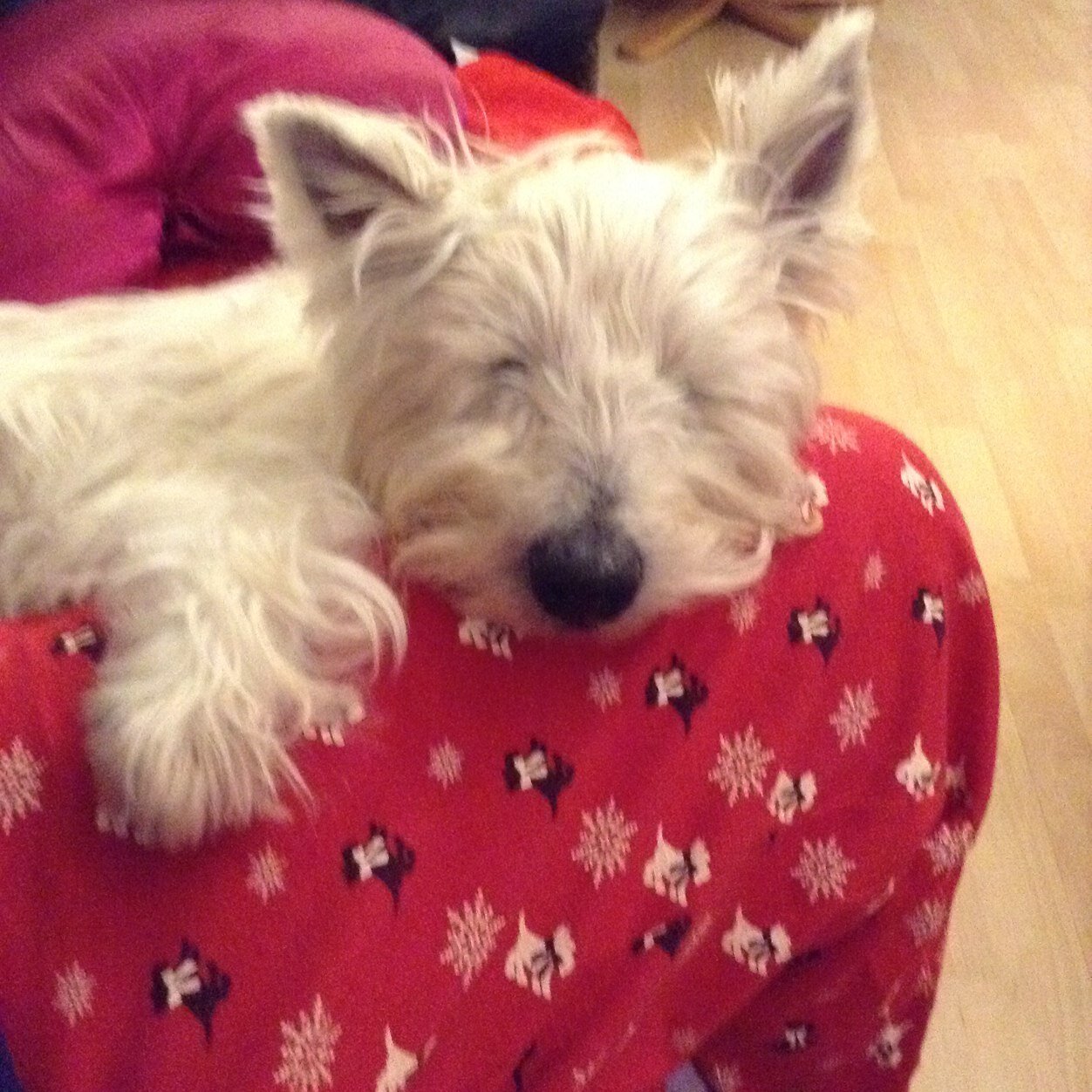 BIG Bruce Springsteen fan Love my westies