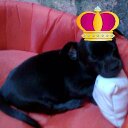 Billy Horan - @Dog_direction - Twitter