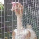 Sian Edwards - @Sian177 - Twitter