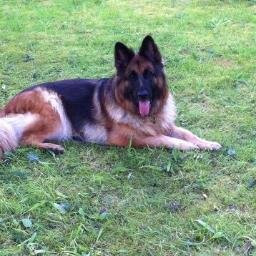im a GSD livin near llanelli,wales. used to be security doggie,done ads and calenders as well,but now retired and enjoyin the good life. 2018 was a sad year🌈