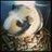 TodoSobreCobaya's profile image