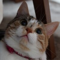 チューと言えばニャー (@aminocyu) 's Twitter Profile Photo