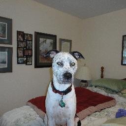 BrownDbrown114's profile picture. PhD., MA, MA, BA, history and religion and major Gamecock fan