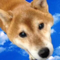 2013年10月、保護センターから来た柴犬の「海（カイ）」です。
お母さんと、小学校4年生のお姉ちゃん、1年生のお兄ちゃんと暮らしています。…このウチには“お父さん”がいない。。。だからボクがお父さんの代わりになって、みんなを守るんだ！！