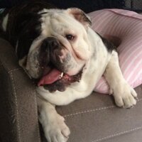 Grover MurphyGardner (@grovereats) 's Twitter Profile