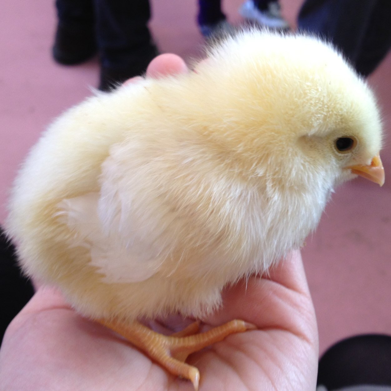 z_oo00's profile picture. 言いたいことが言えないCHICKEN ∧( ´Θ` )∧ ピヨピヨ