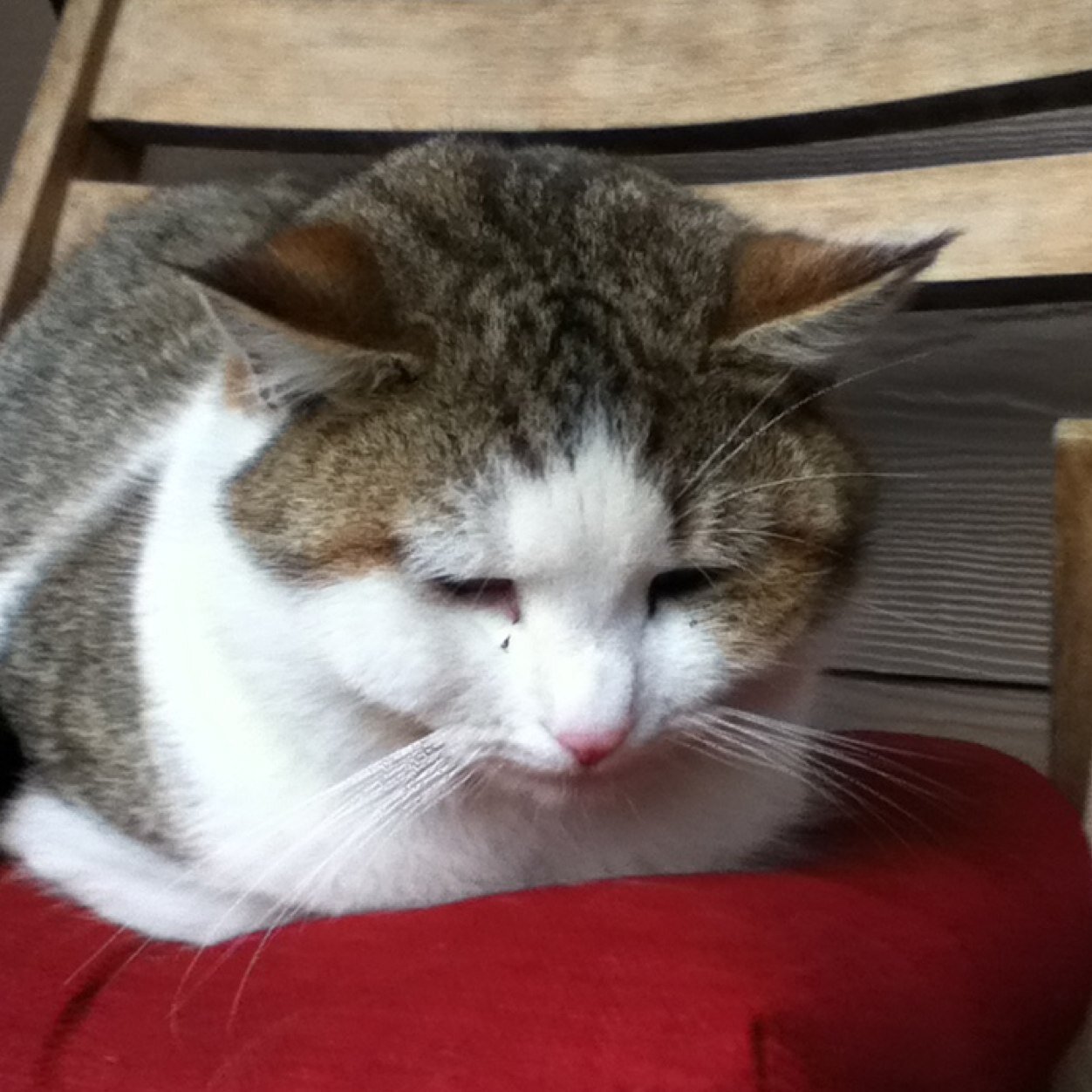 TeamTeal13's profile picture. Running, Racing, XC, Track and Field, it's all good(: