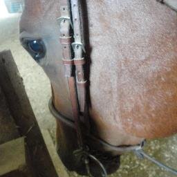 queen_stock's profile picture. Show cattle. Show goats. Show horses. Show Sheep. Show pigs. Love animals. Live the life you lead, love the life you live. #PurdueStudent