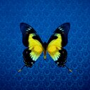 Esha_Lee - @Ms_Horsey - Twitter