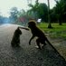 Monkey See Monkey Do (@monkeydance78) Twitter profile photo Monkey See Monkey Do (@monkeydance78) Twitter profile photo