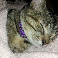 kathee McCright (@katheemcc) 's Twitter Profile