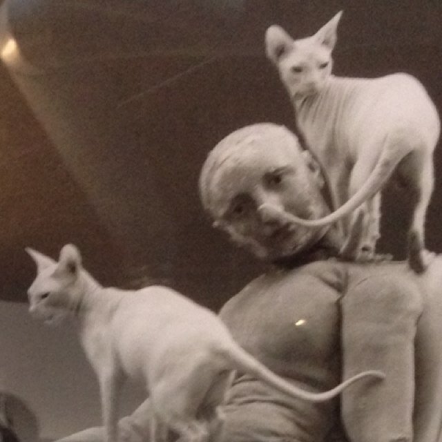 Hairless cats are the best cats. Tweet nice things about them please.