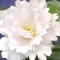 white wood (@jelfalray) 's Twitter Profile Photo