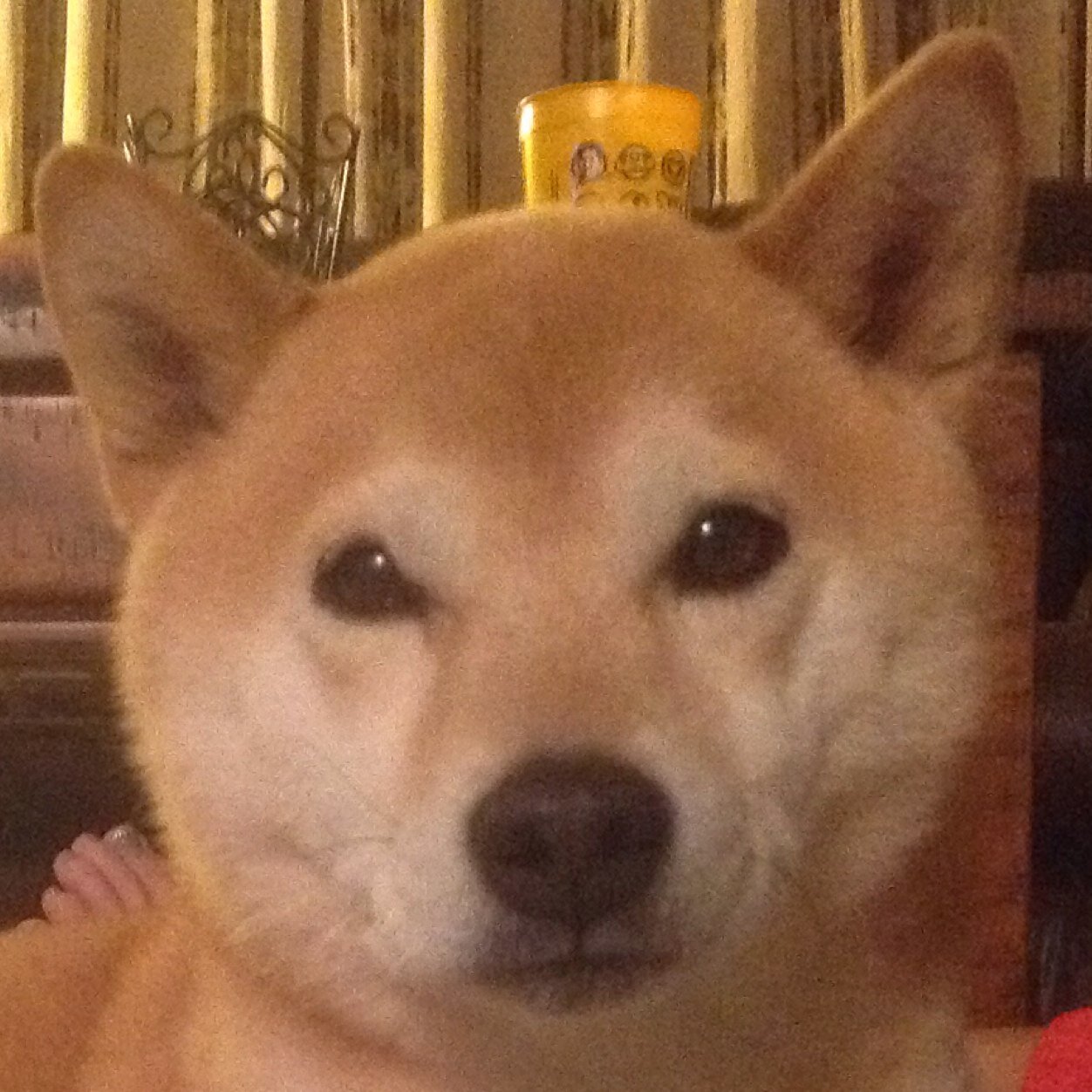 Yeah, well. The Doge abides.  DL3q2e6rHYN3yqbHt1Vy6wC76WtNfwVHWS