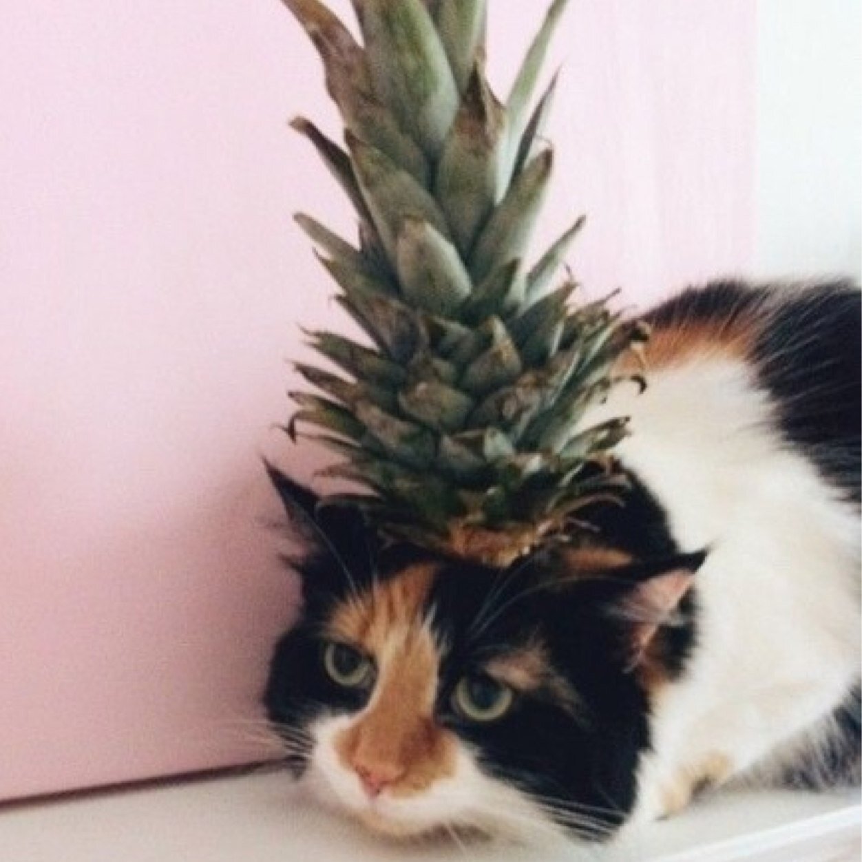 karenzhuang's profile picture. 