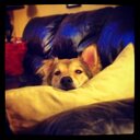 Juliet Abel - @Juliet_L_Abel - Twitter