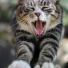 猫大好き人間です。性格はひねくれ者。その上頭悪いので失敗の連続。常に過去への後悔にさいなまれて生きてます。相互フォロー100％！！