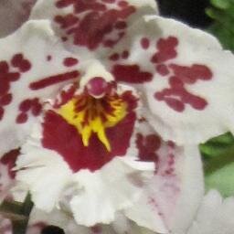 BoutiquedeNath's profile picture. Suivez les actualités de La boutique de Nath en direct. Bijoux fantaisie, ours en tissu, coussins, c'est par ici.