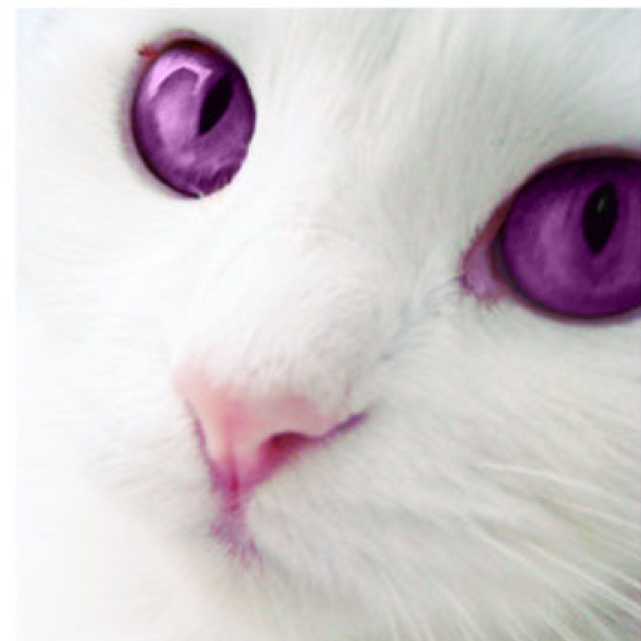A shapeshifter currently in the form of a white she-cat with violet eyes. Medicine Cat kik: trinimclean
(short hiatus cause school and sickness)