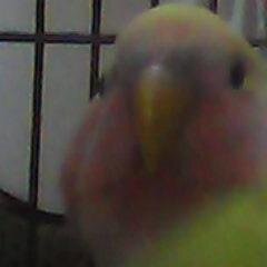 AmrYousseftoo41's profile picture. I love animals