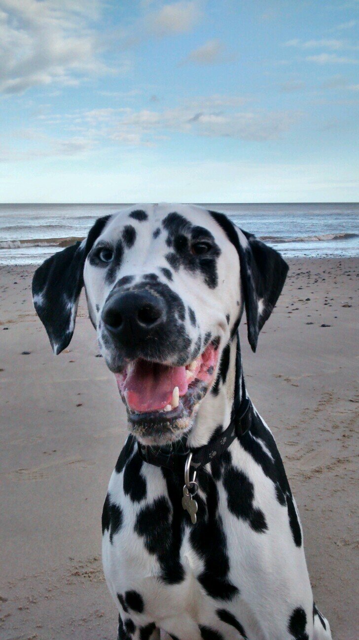 VScarff's profile picture. 