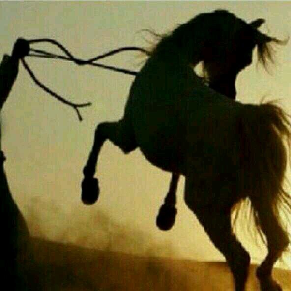 ‏‏‏اكتب واسرق وارتوت مايعجبني واهم شي الرتويت              JEDDAH