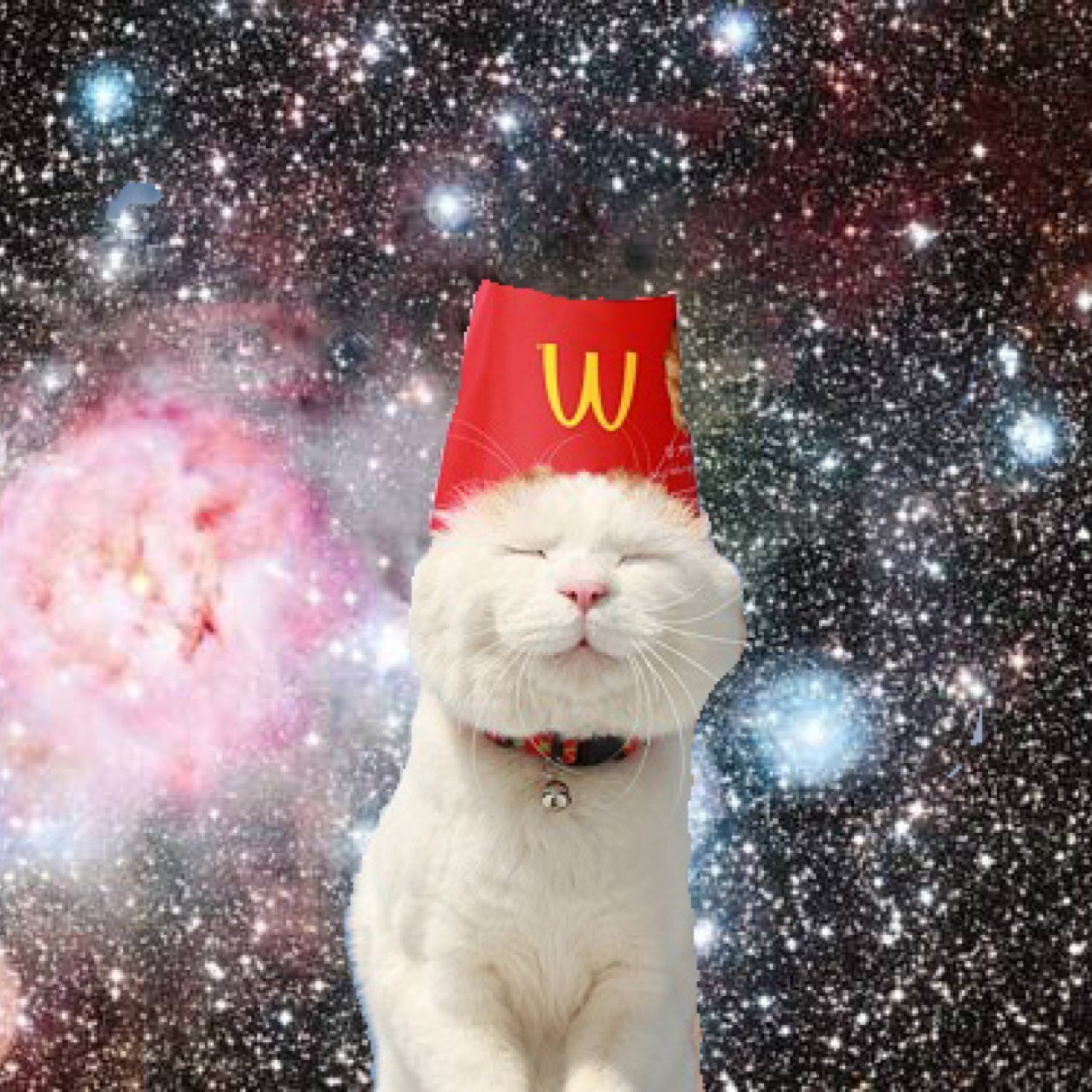 Cats in space✨
