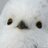 simaenaga_bot's profile image