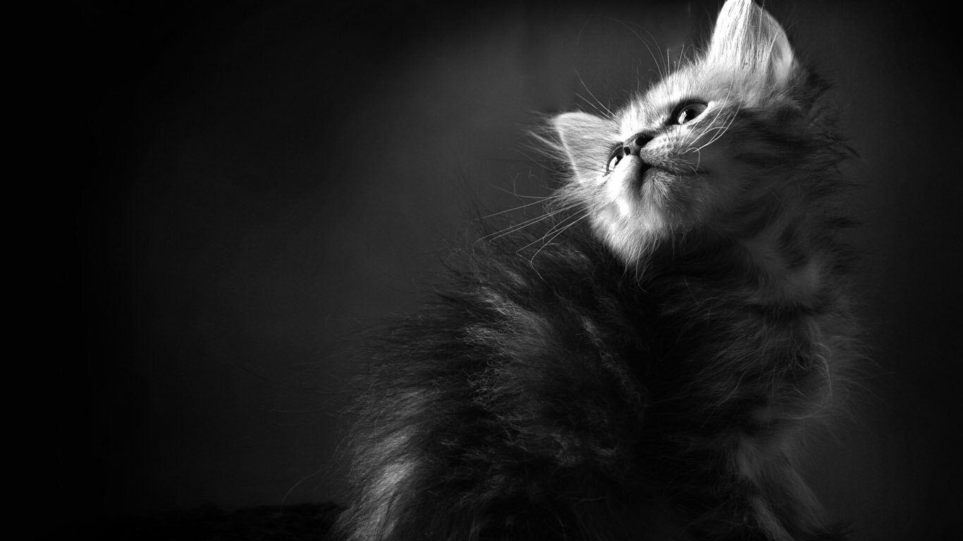 EntonyJonn's profile picture. помогаю людям научиться зарабатывать в интернете