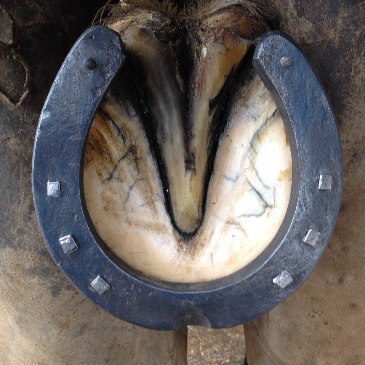 Robert Lindsey, Qualified farrier. Will strive to provide the highest quality professional and friendly service on the market.
