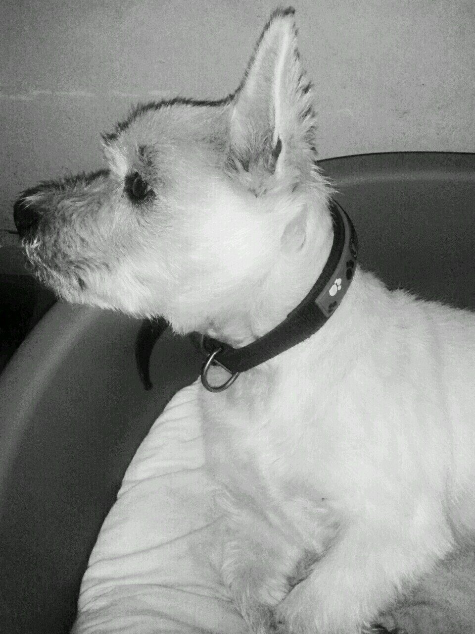 niamhycarey's profile picture. 