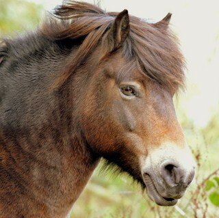 Animal Photographer, Specialising in Equine , Canine and Pet images in North Yorkshire