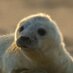 Horsey Seals (@horseysealsuk) Twitter profile photo Horsey Seals (@horseysealsuk) Twitter profile photo