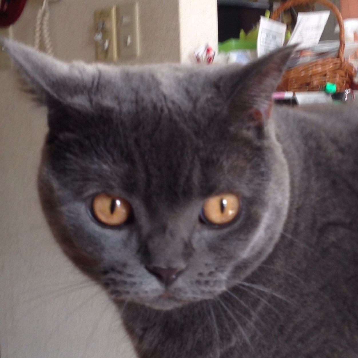 jojocatさんのプロフィール画像