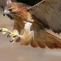 Ahmed Ben mansour (@ahmedbenmansou5) 's Twitter Profile