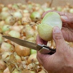 Grower, Packer and worldwide Shipper of Onions, Potatoes, Cabbage and more!