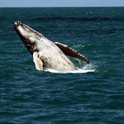 Junte-se a nós para proteger o Banco dos Abrolhos, região de maior biodiversidade marinha do Brasil e do Atlântico Sul e berçário das baleias-jubartes