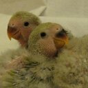 Kimberly Gilbert - @ShinyMetalNinja - Twitter