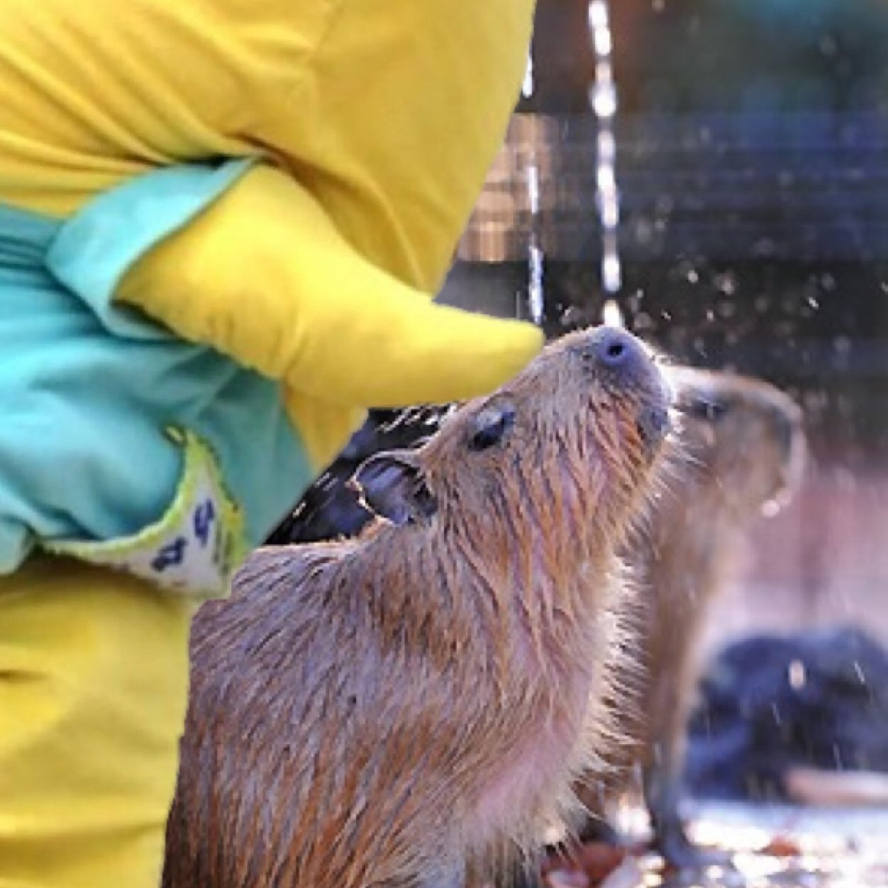 【暫く非公開解除します】✩カピバラが 好きです ✩ふなっしーが 何故か気になってしょうがないです ✩そたいくん・カパル・カッパのコタロウ・いちゃん・ゆるキャラかわええ☆観劇⭐︎アニメ⭐︎韓流⭐︎好き♫アーチェリーやってます☆気紛れで呟きます・ﾂｲｰﾄON/OFF有ります ＾ェ＾よろしく！です。。