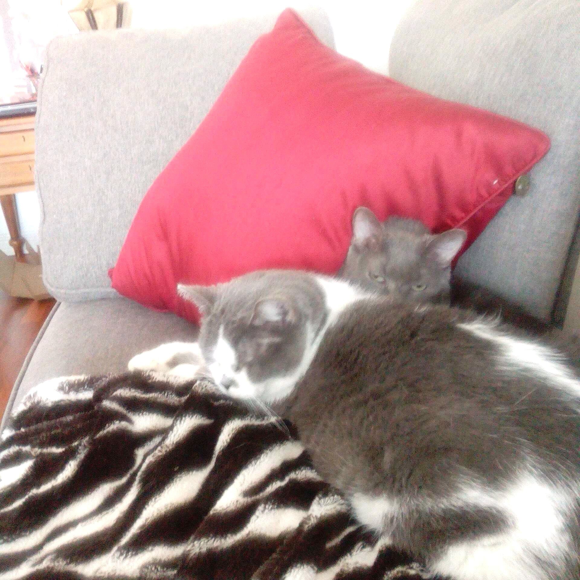 Birthday:
Jan 2 a long time ago. HOPE- Have Only Positive Expectations. Have 2 kitties. Into politics. Fairness is very important to me.