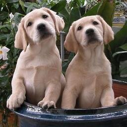 bowmanspets's profile picture. 