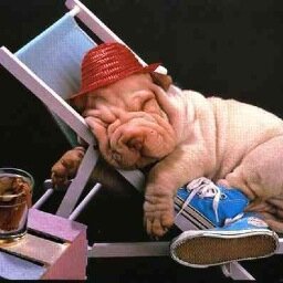 Angel10256128's profile picture. Sports lover- Patriots Nation, still love Brady, Lakers, Dodgers and  Crafting is also my creative sport.