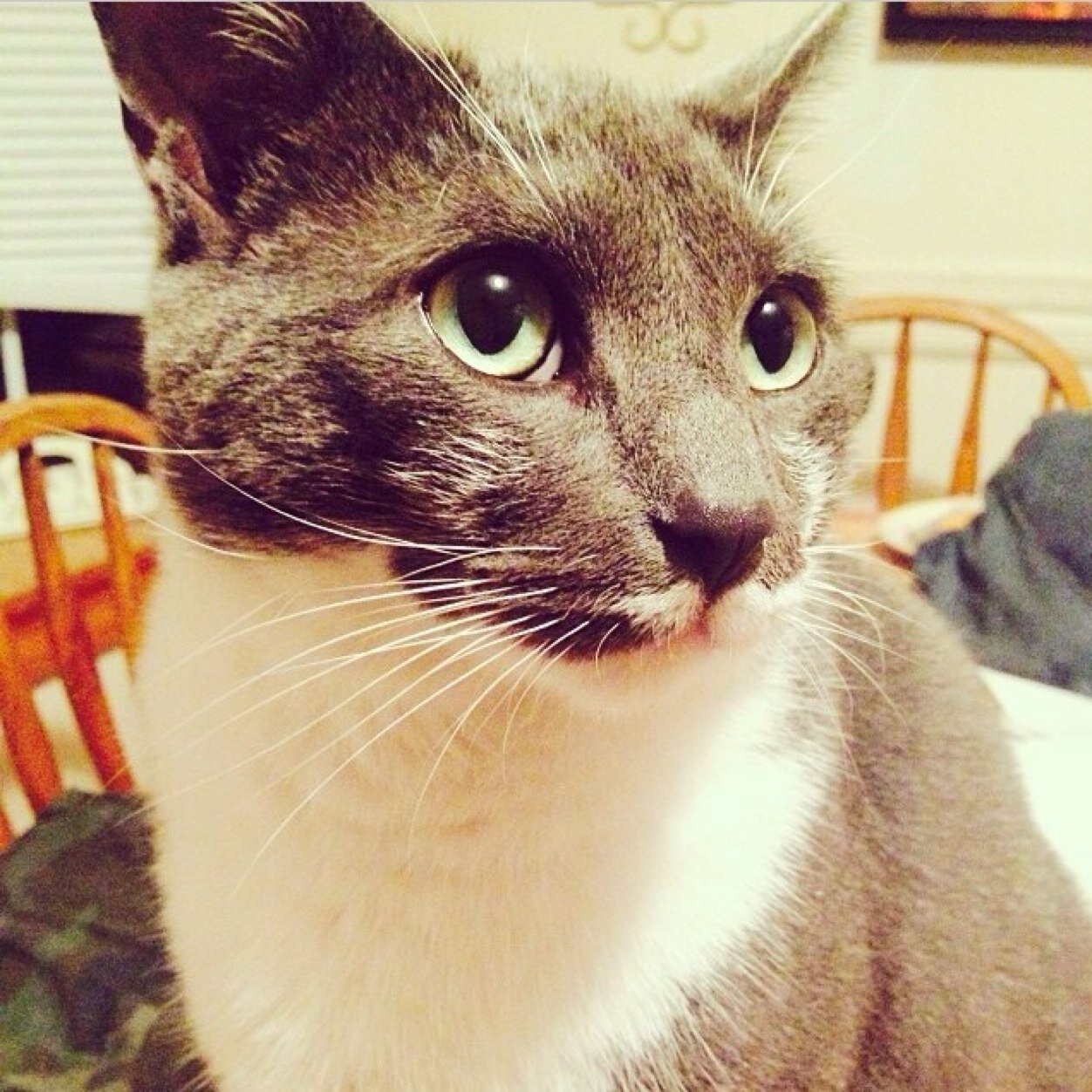 Forever brother of @ItsBenjaminCat (resting over the rainbow bridge), @ItsBrooklynCat, 1/2 bro to Yardley, & Feline ward of @BQQuinn