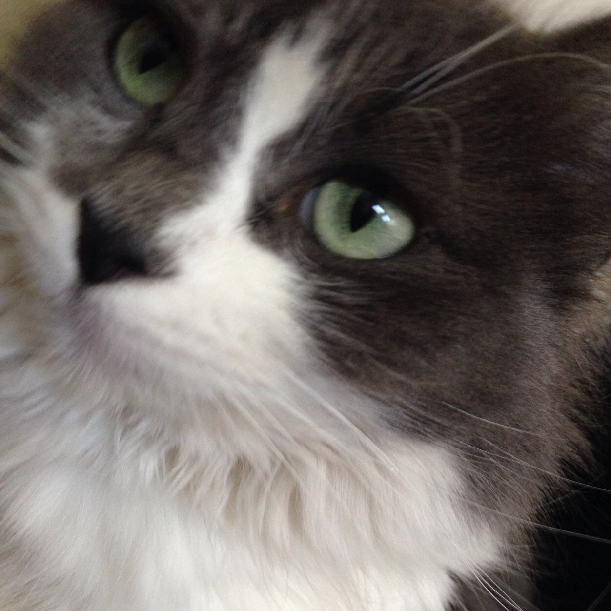 Me_Ow_823's profile picture. 