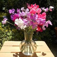 Anne (@vgreenflowers) 's Twitter Profile Photo