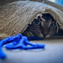 icanhazdigisec's profile picture. This Account Inactive - follow us on Tumblr

Lolcats support open source and strong crypto