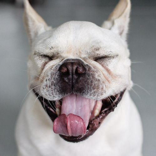 A frenchie living a dog's life in NYC