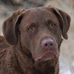 Breeder of Chesapeake Bay Retrievers at Sand Spring Chesapeakes