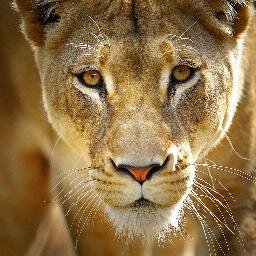 nillassnig's profile picture. 