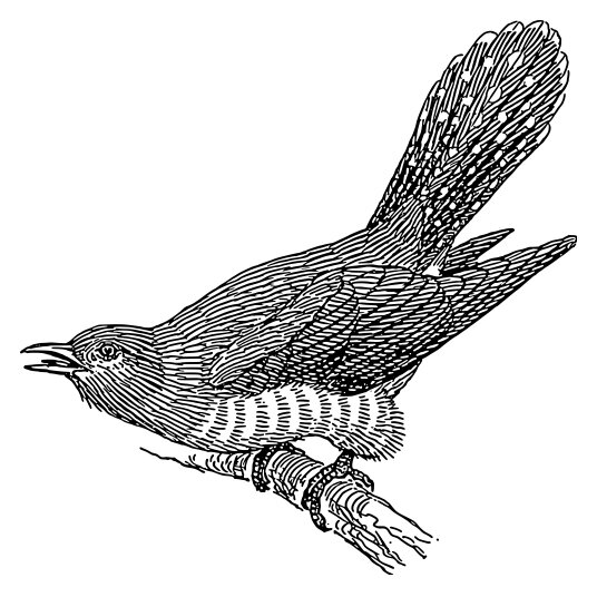 Now-and-then writer, poet, lover, shape-shifting shape-shifter, and not really a bird at all.